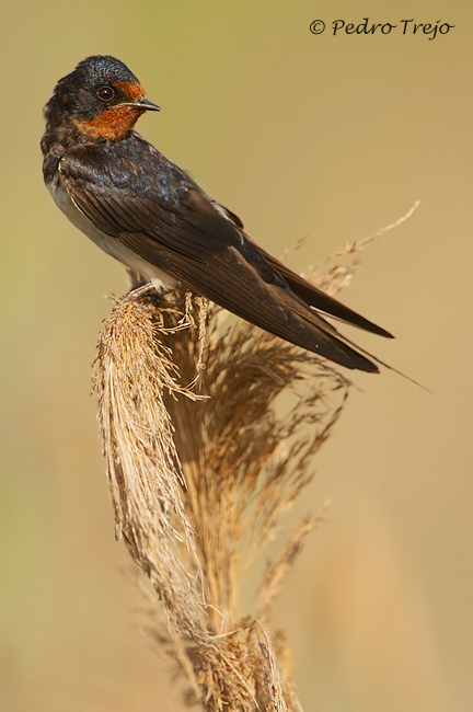 Golondrina comun (Hirundo rustica)